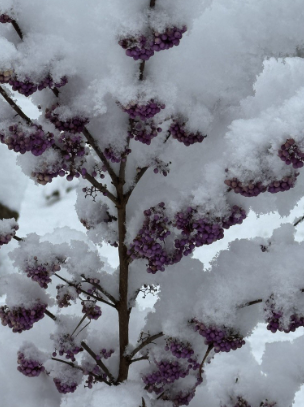 Callicarpa Japonica 